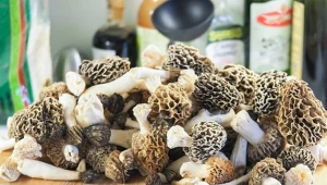 Jedne z najdroższych grzybów już są w lasach. Tu znajdziesz "polskie trufle"