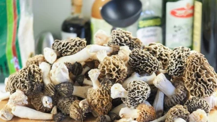 Smardze są jednymi z najbardziej pożądanych i najdroższych grzybów na świecie. Nie wszędzie jednak można je zbierać