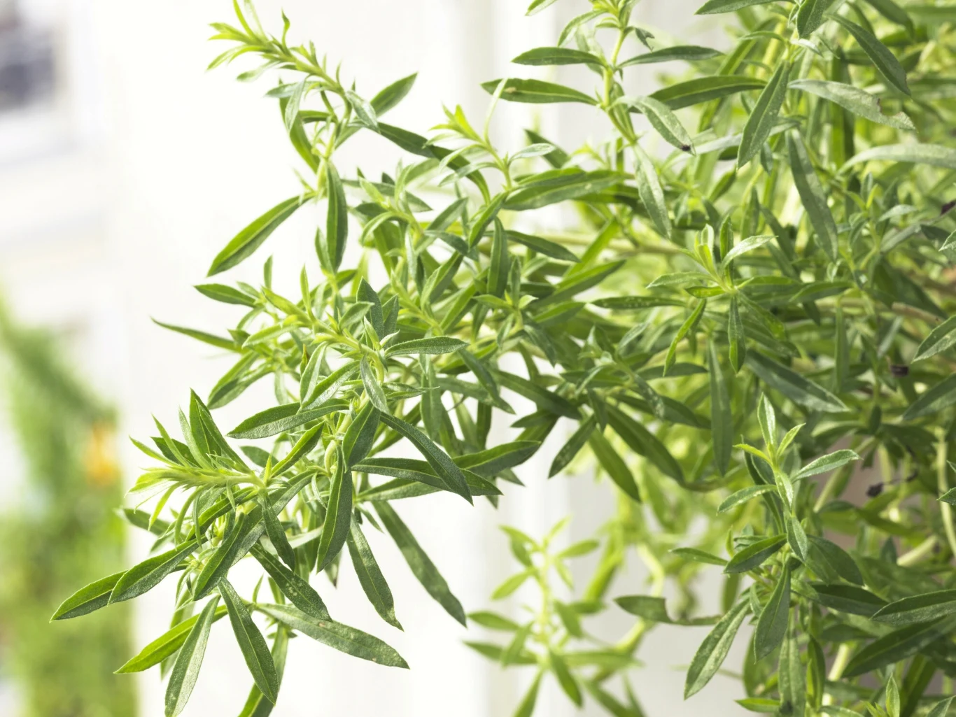 Cząber to jedno z bardziej aromatycznych i zdrowych ziół, które w Polsce jest niedocenianie. Cząber to jedno z bardziej aromatycznych i zdrowych ziół, które w Polsce jest niedocenianie.