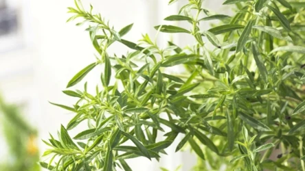 Cząber to jedno z bardziej aromatycznych i zdrowych ziół, które w Polsce jest niedocenianie.