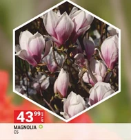 Magnolia