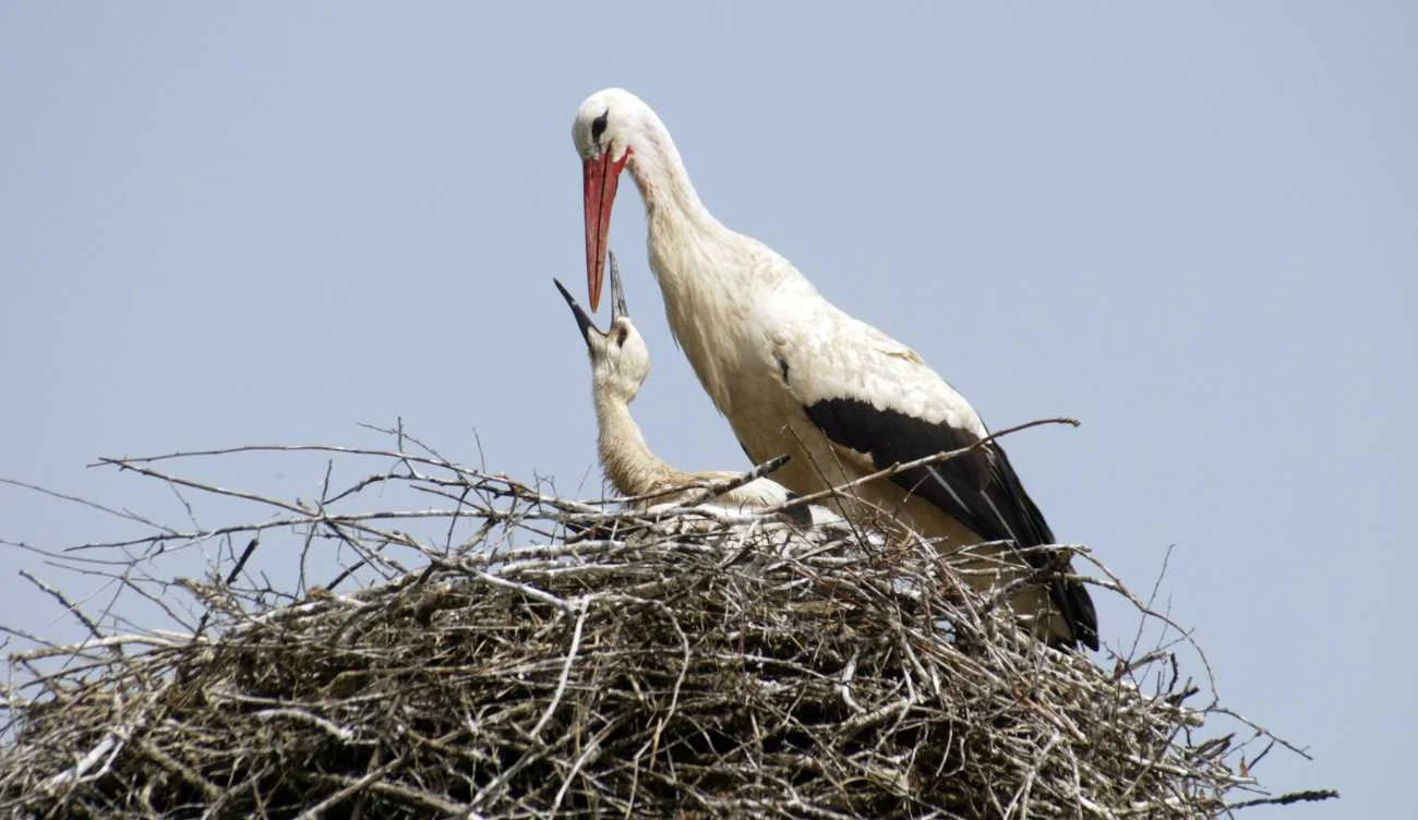 Rodzina bociana na gnieździe