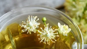 Napar na przeziębienie i gorączkę. Łyżeczkę suszu zalej gorącą wodą