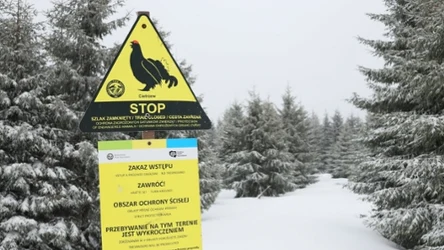Ochrona cietrzewi przyjmuje różne formy. Ten znak można spotkać podczas odwiedzin w niektórych parkach narodowych
