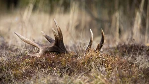 Odkryli ślady pradawnego kultu. Neandertalczycy i ich rytuały