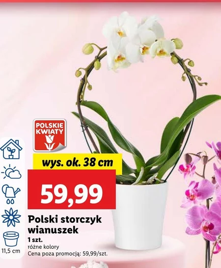 Storczyk Polskie kwiaty