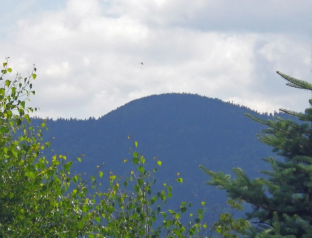 Dzikowiec Dzikowiec