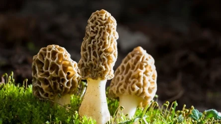 Smardze najczęściej pojawiają się na terenach wilgotnych, ale nie wszędzie można je zbierać