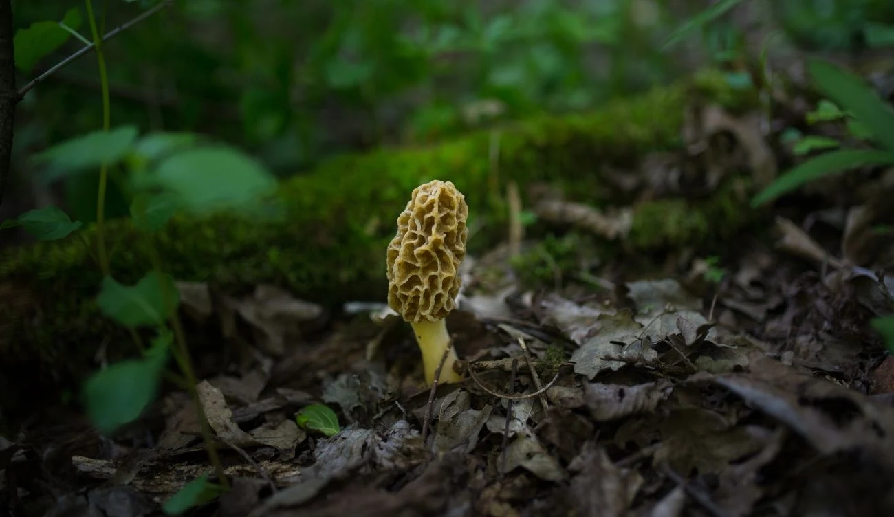 Zbieranie smardzów na terenie Lasów Państwowych jest prawnie zabronione i może skutkować wysokim mandatem