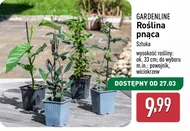 Квітка Gardenline