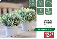 Lawenda Gardenline