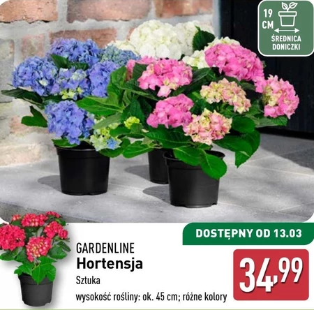 Гортензія Gardenline