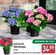 Hortensja Gardenline