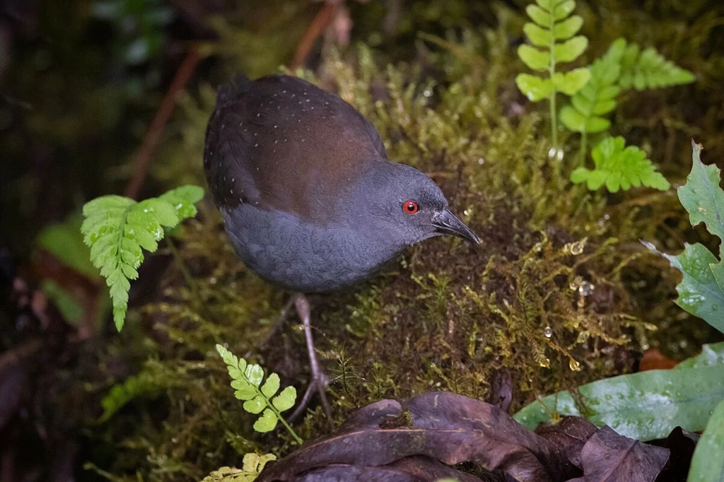 Derkaczyk galapagoski uważany był za gatunek wymarły na wyspie Floreana