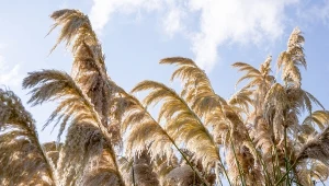 Zbliża się termin ważnego zabiegu dla traw ozdobnych. Dzięki niemu będą bujnie rosły