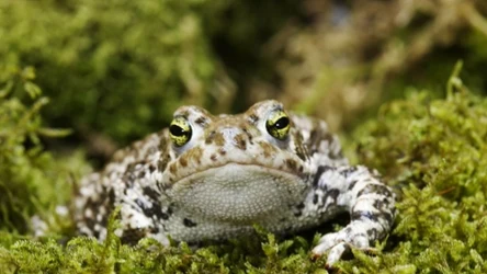 Jak ropucha zielona (łac. Bufotes viridis) odnajduje się w miejskim ekosystemie?