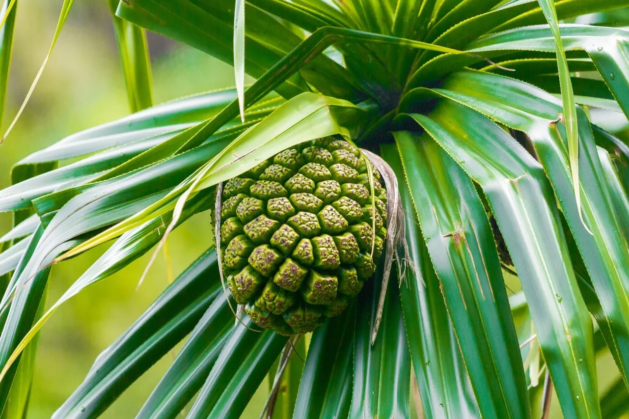 Owoce pandanu wyglądem przypominają ananasa