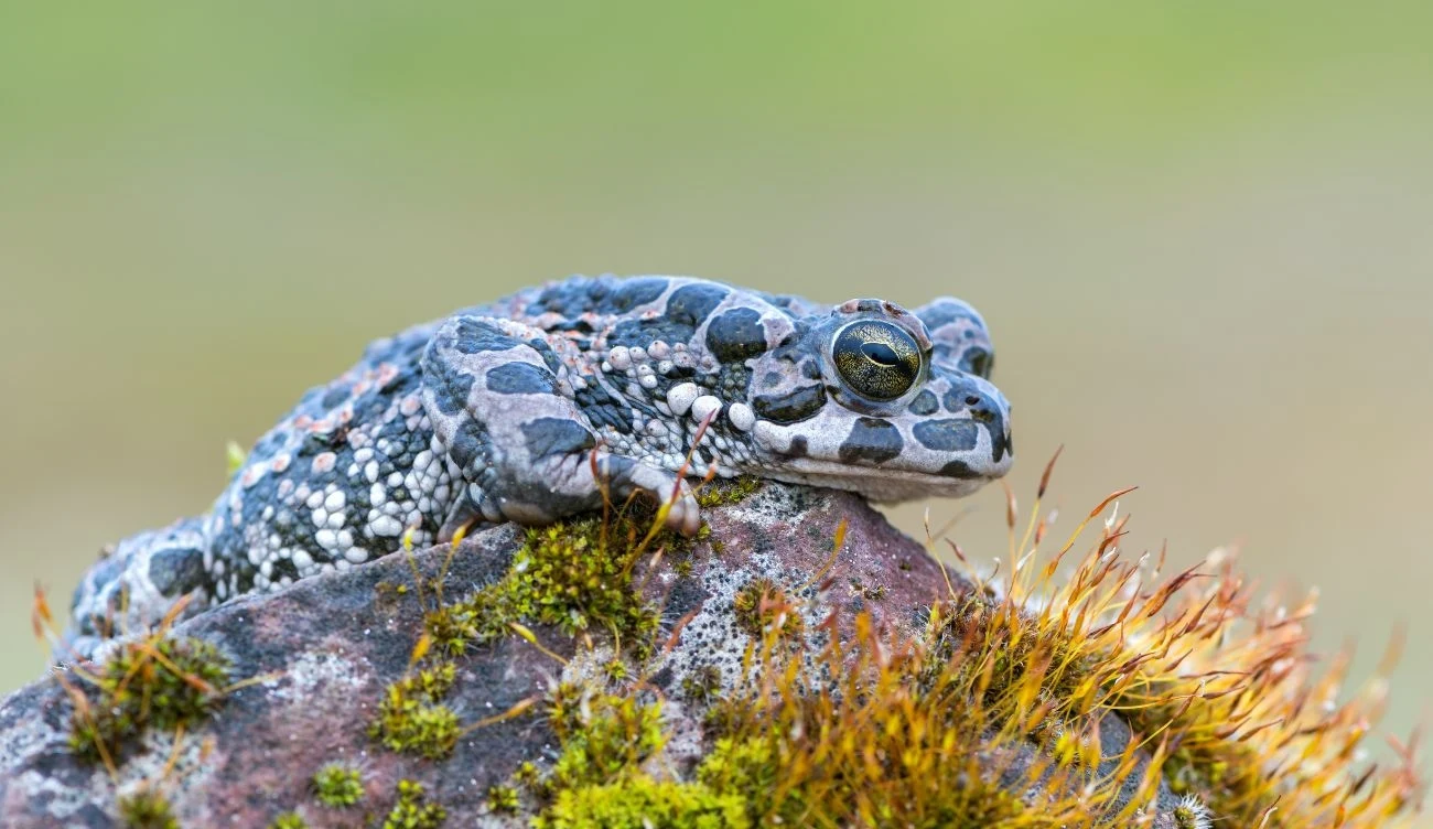 Każda ropucha zielona (łac. Bufotes viridis) posiada na skórze indywidualny wzór, który można porównać do odcisku palca człowieka /CanvaPro