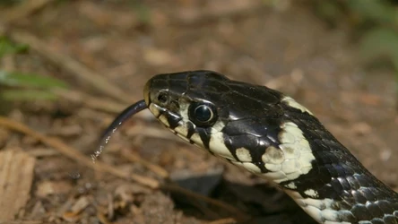 Zaskrońce można rozpoznać po charakterystycznych plamach z tyłu głowy. Wiosną spotkamy je w lasach i na łąkach