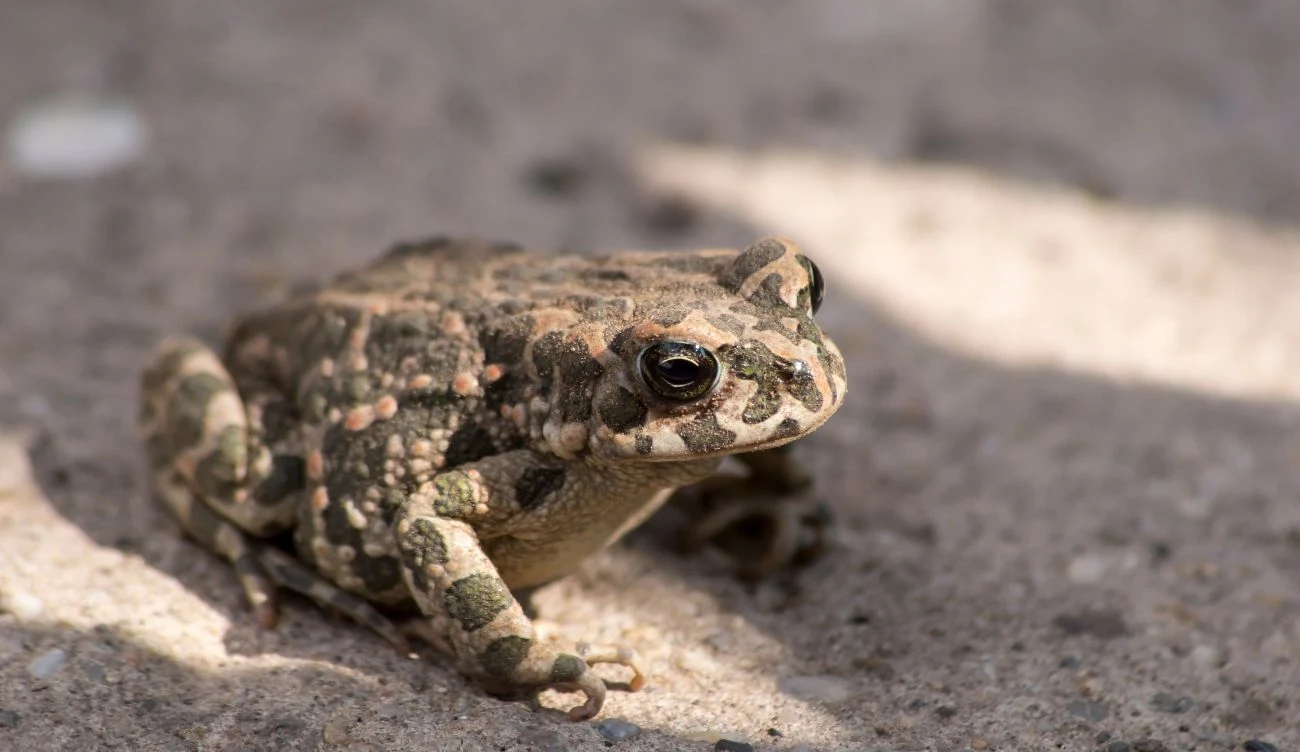 Ropucha zielona (łac. Bufotes viridis) jest odporna na przesuszenie i lekkie zasolenie, co ułatwia jej życie w środowisku miejskim /CanvaPro