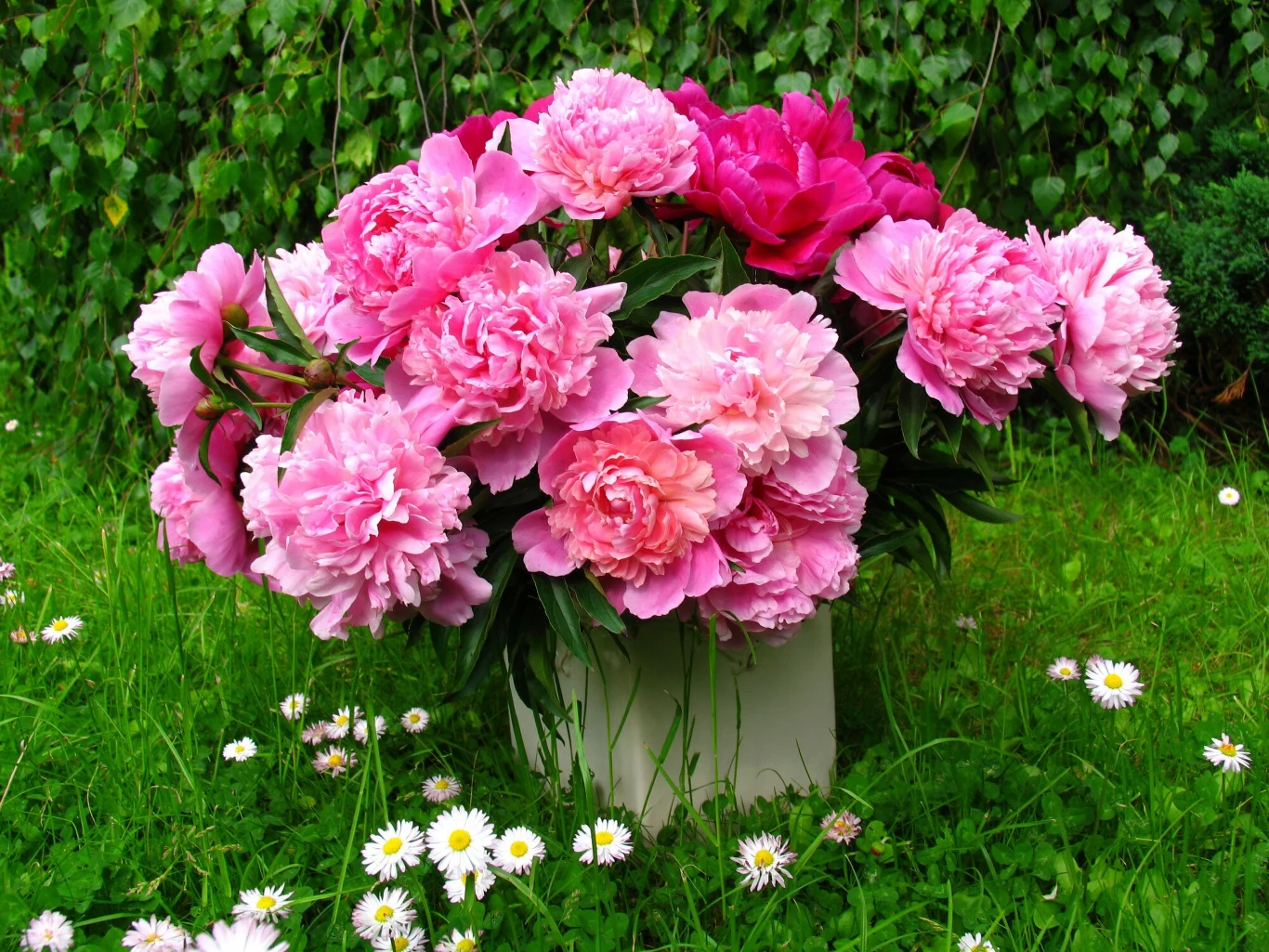 Piwonie pokochają naturalny nawóz Piwonie pokochają naturalny nawóz