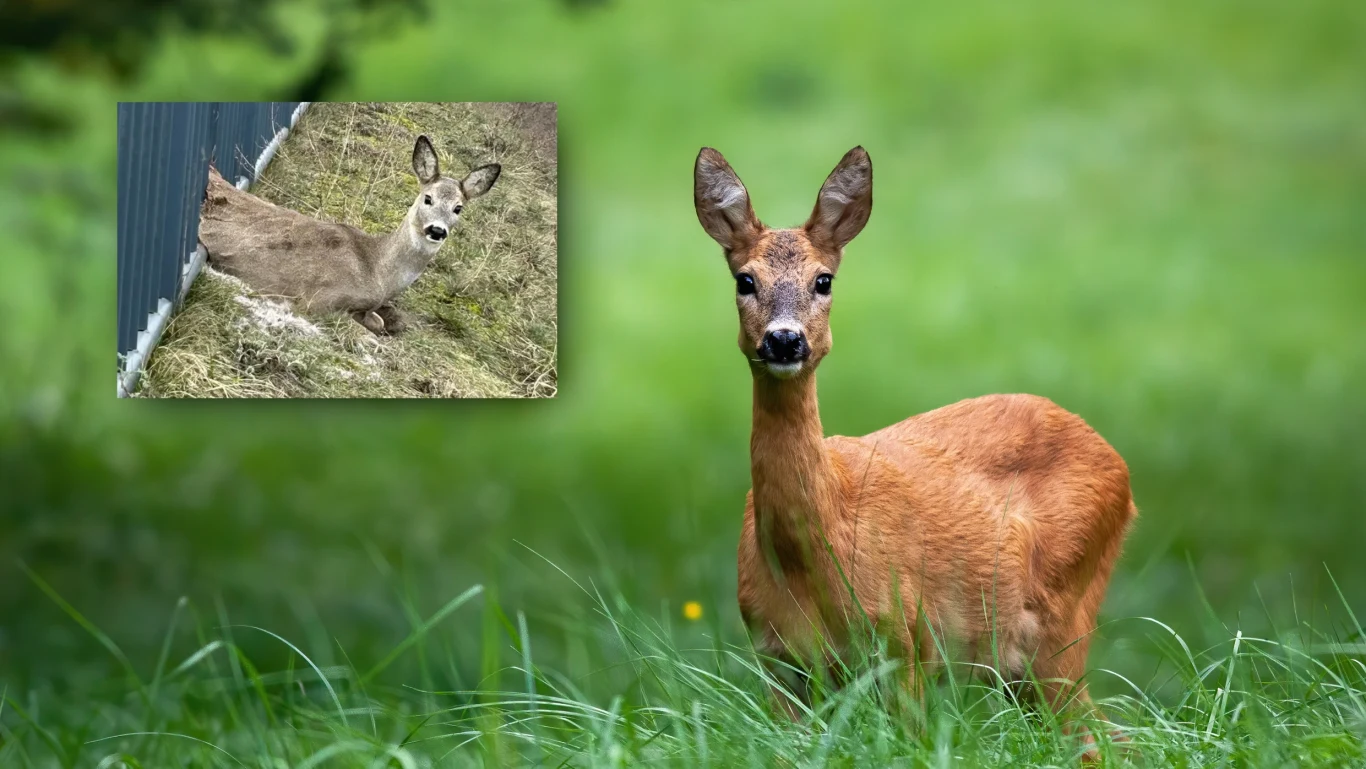 W Gdańsku strażacy uratowali życie sarnie, która utknęła w ogrodzeniu W Gdańsku strażacy uratowali życie sarnie, która utknęła w ogrodzeniu