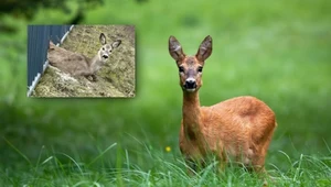 W Gdańsku strażacy uratowali życie sarnie, która utknęła w ogrodzeniu