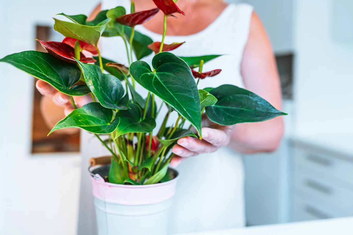 Jak pobudzić anturium do kwitnienia? Sięgnij po domową odżywkę z drożdży. 