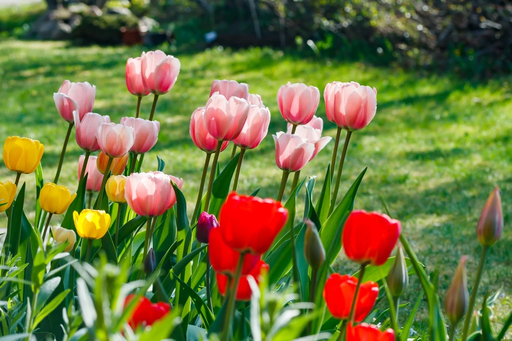 O tulipany trzeba zadbać już w marcu, odpowiednio je nawożąc.