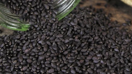 Czarne nasiona w kształcie łzy mają więcej błonnika niż popularne nasiona chia. 