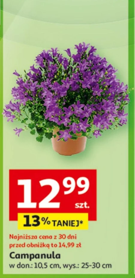 Campanula To ta!