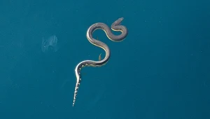 Węże nie tylko pełzają. Potrafią latać, pływać i turlać się jak koło