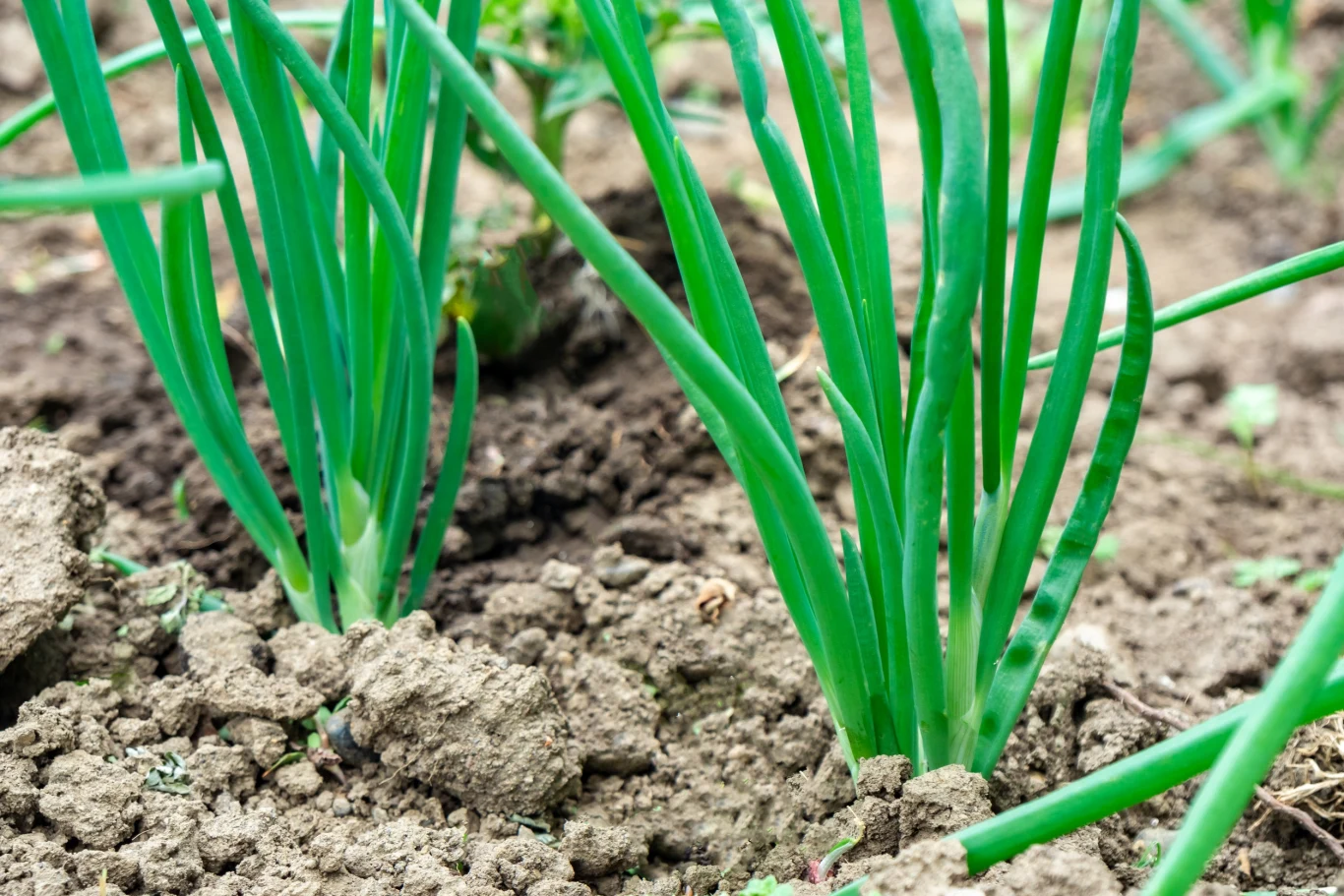 Chcąc uniknąć uprawy cebuli dymki na szczypior, nie należy go obrywać