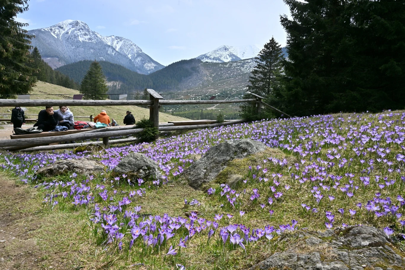 Krokusy znajdziesz w Tatrach nie tylko w Dolinie Chochołowskiej. Gdzie jeszcze warto się udać w poszukiwaniu tych fioletowych kwiatów?