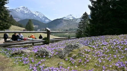 Krokusy znajdziesz w Tatrach nie tylko w Dolinie Chochołowskiej. Gdzie jeszcze warto się udać w poszukiwaniu tych fioletowych kwiatów?