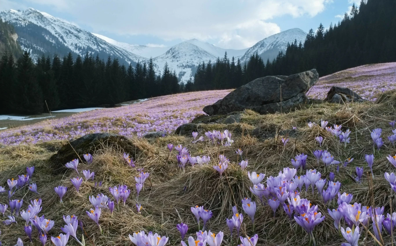 Polana Kalatówki to łatwo dostępne miejsce w polskich Tatrach, w którym również można podziwiać krokusy. 