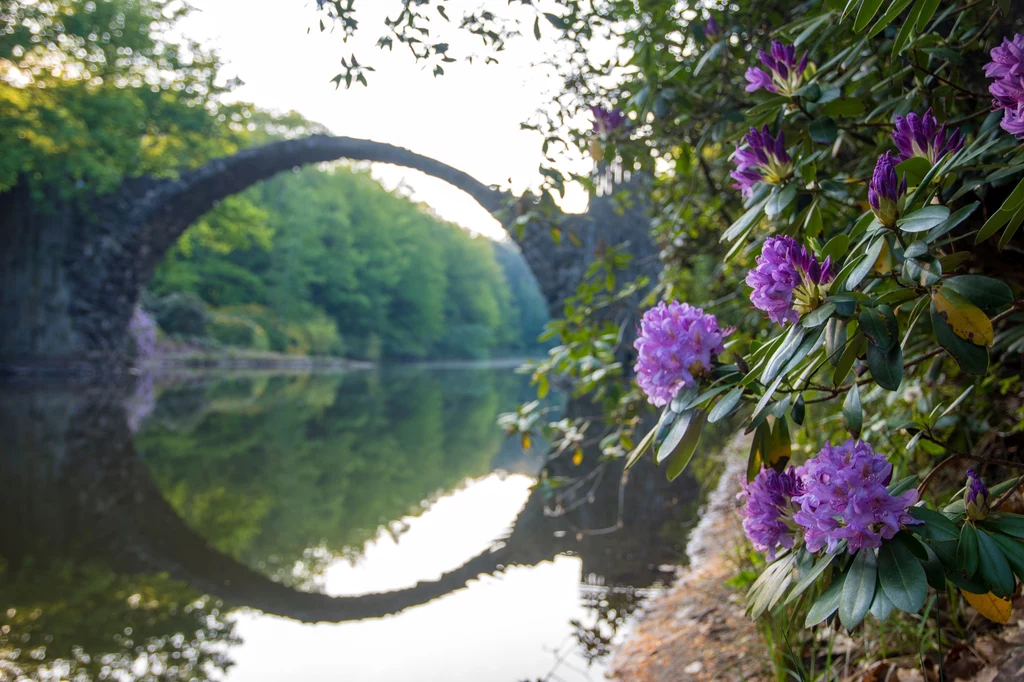 Kwitnące rododendrony sprawiają, że park prezentuje się szczególnie spektakularnie wiosną 