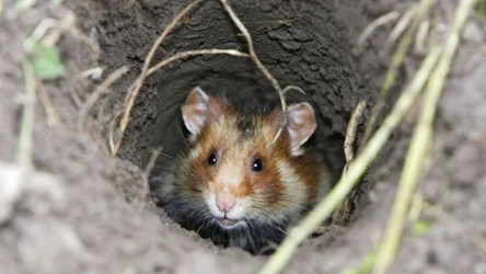 Te urocze zwierzątka żyją w Polsce. Są dość skryte, ale waleczne. Czy naukowcom uda się je uratować?