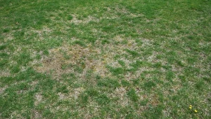 Nigdy nie rób tego po zimie. Inaczej trawnik zacznie łysieć