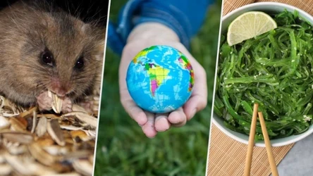 Quiz na skojarzenia. Jedno słowo nie pasuje do pozostałych