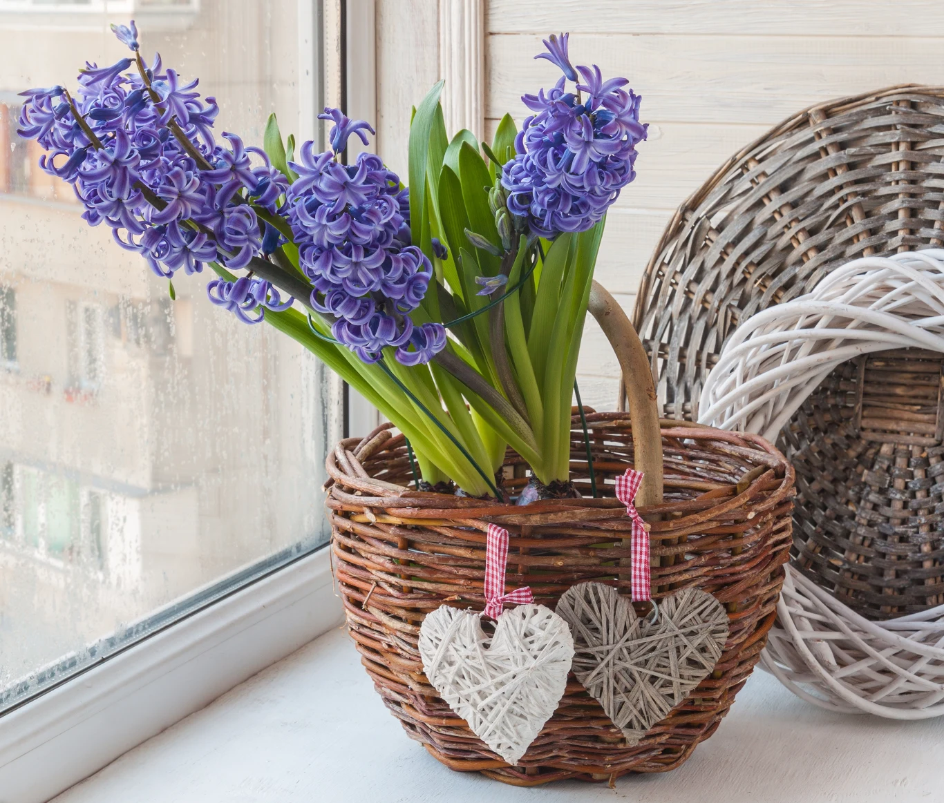 Podłoże, w którym rośnie hiacynt, powinno być stale wilgotne, ale należy uniknąć moczenia cebuli i liści Podłoże, w którym rośnie hiacynt, powinno być stale wilgotne, ale należy uniknąć moczenia cebuli i liści