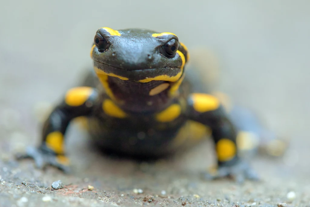 Salamandra plamista to pozostałość po przodkach, którzy przetrwali wymieranie permskie