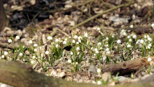 Tysiące kwiatów tworzą niezwykły widok. Można go podziwiać tylko w marcu