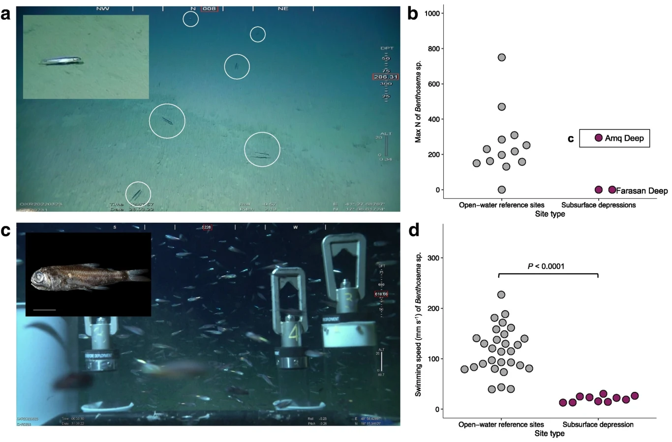 W głębinach Morza Czerwonego odkryto nieoczekiwane życie. Mimo trudnych warunków zaobserwowano koralowce i ryby.