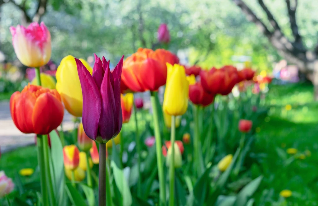 Tulipany to jednoznaczny sygnał, że nastała wiosna w ogrodzie