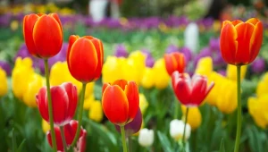 Nie musisz jechać do Holandii na Festiwal Tulipanów. Rzut beretem od Krakowa jest jeszcze piękniej