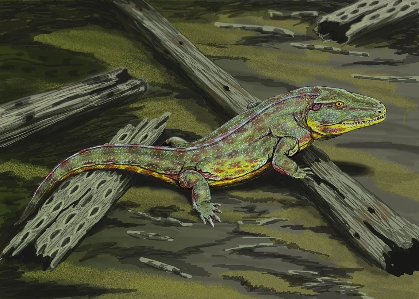 Capetus - jeden z najstarszych temnospondyli. Żył w Czechach