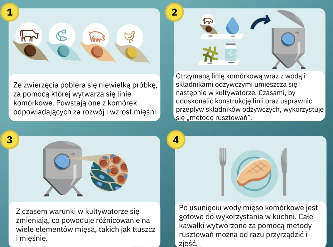Proces powstawania mięsa komórkowego 