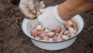 Zbliża się kluczowy termin na sadzenie. Jeśli przegapisz: nici z plonów