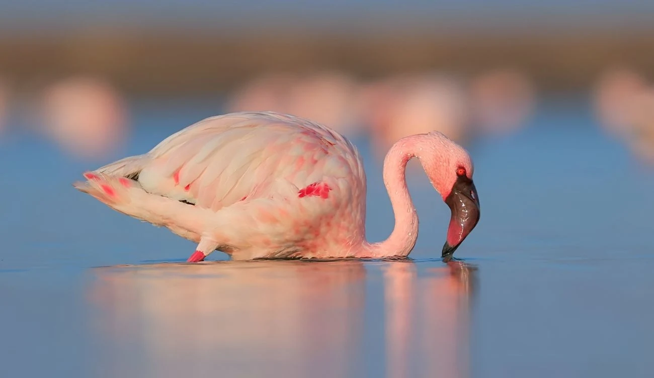 Jezioro Natron, tzw. "martwe jezioro" stanowi ważną ostoję flamingów małych